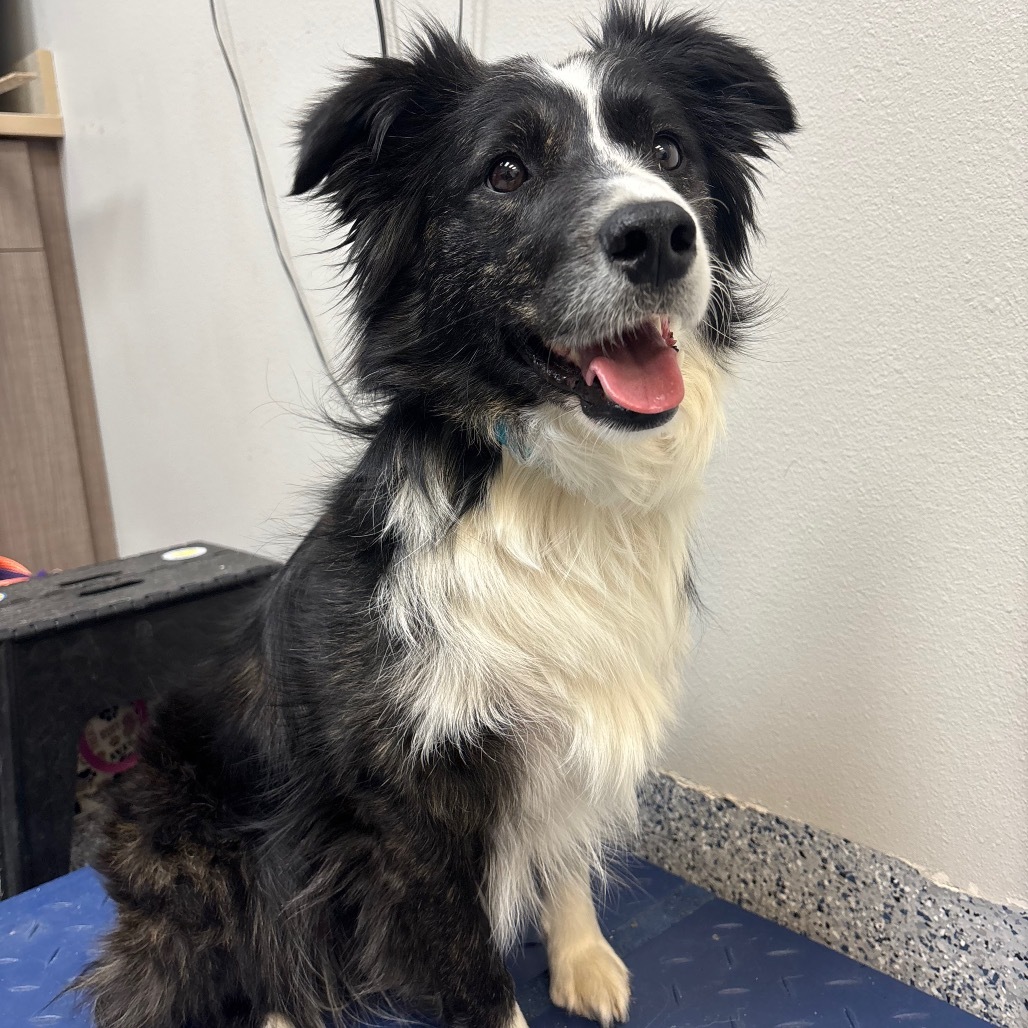 Princess, an adoptable Border Collie in Great Falls, MT, 59404 | Photo Image 2