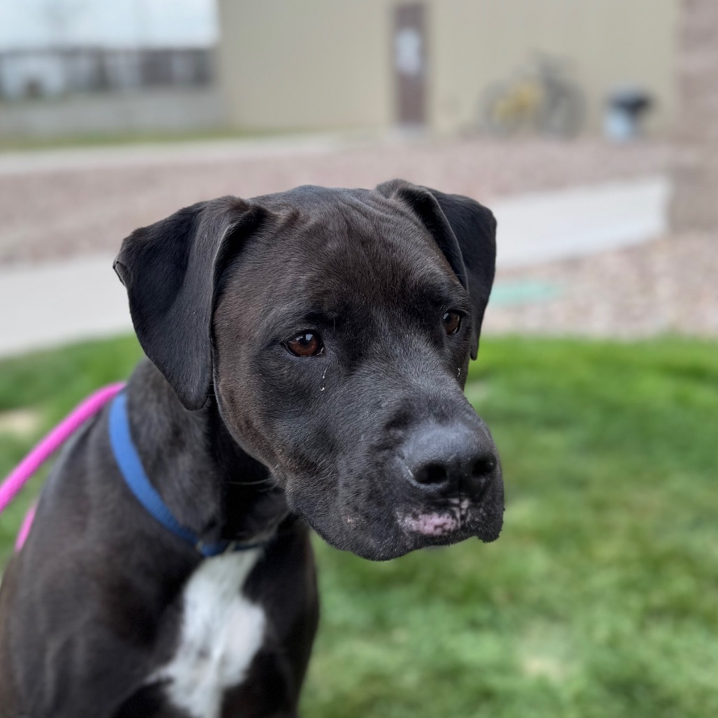 Louie, an adoptable Black Labrador Retriever in Great Falls, MT, 59404 | Photo Image 1
