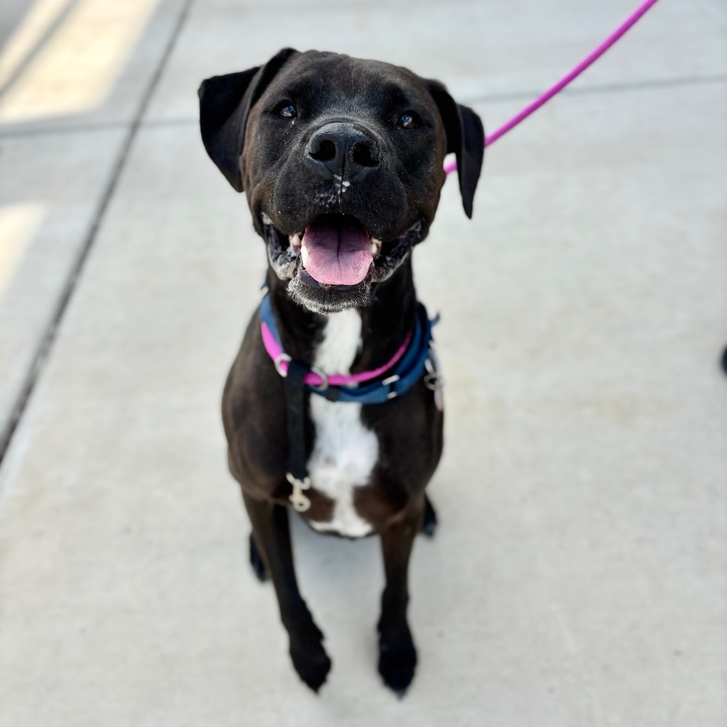 Louie, an adoptable Black Labrador Retriever in Great Falls, MT, 59404 | Photo Image 1