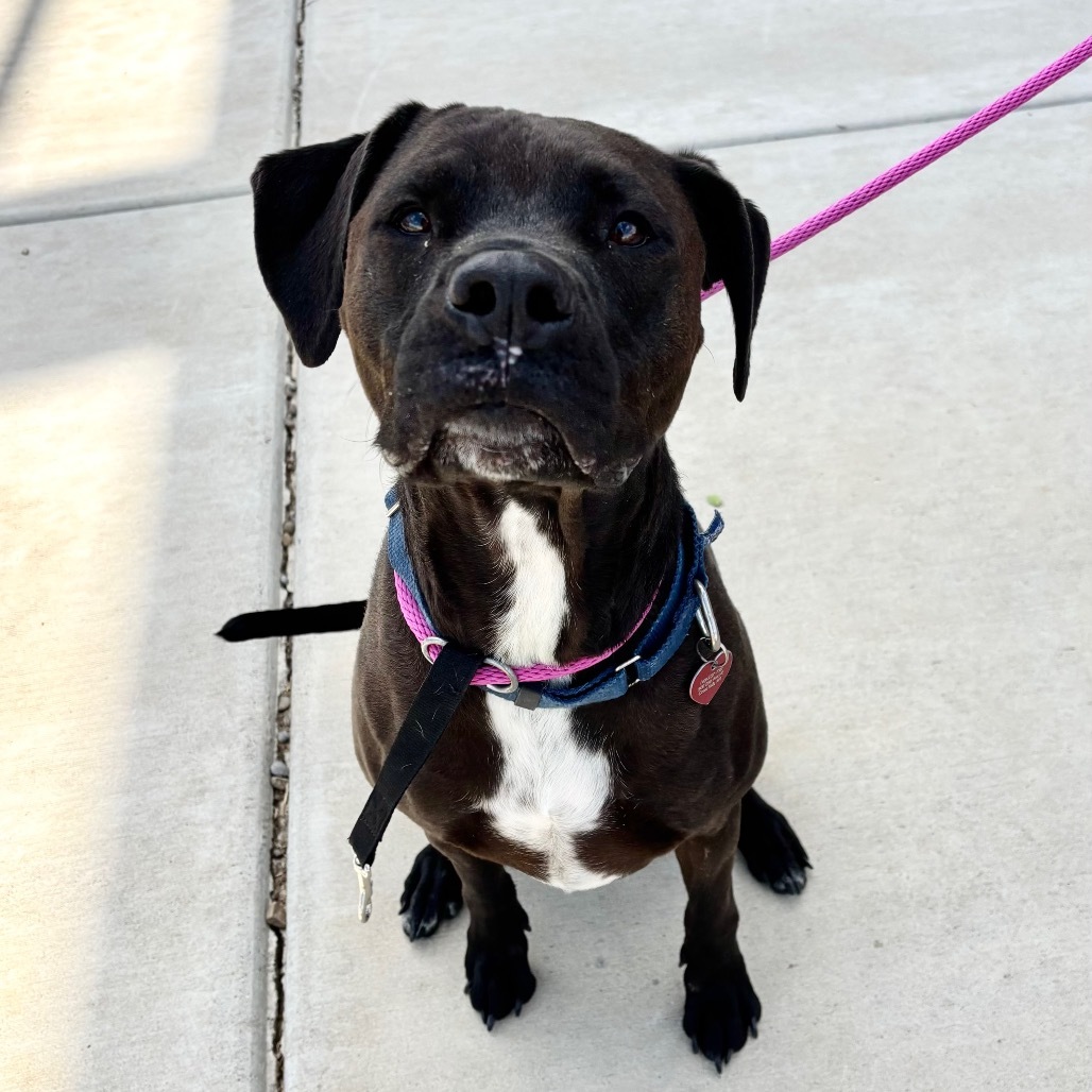 Louie, an adoptable Black Labrador Retriever in Great Falls, MT, 59404 | Photo Image 2