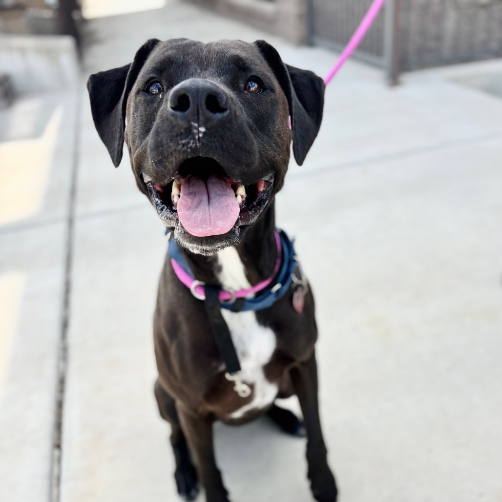 Louie, an adoptable Black Labrador Retriever in Great Falls, MT, 59404 | Photo Image 3