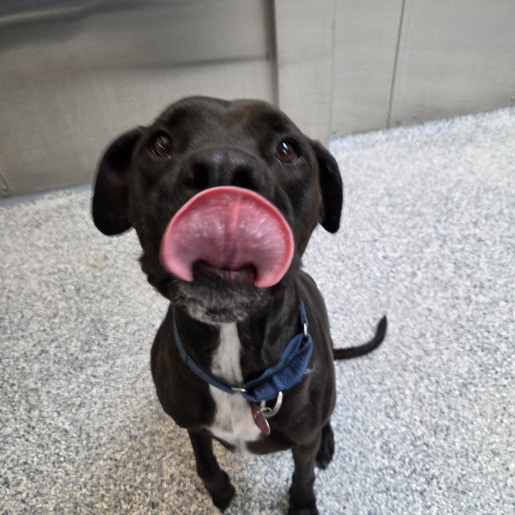 Louie, an adoptable Black Labrador Retriever in Great Falls, MT, 59404 | Photo Image 4
