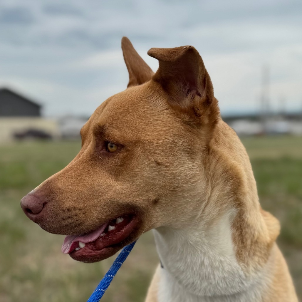 George, an adoptable Mixed Breed in Great Falls, MT, 59404 | Photo Image 1