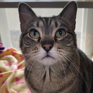 Noodle, Senior Female American Shorthair