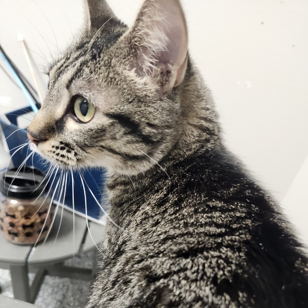 Noodle, an adoptable American Shorthair in Great Falls, MT, 59404 | Photo Image 1