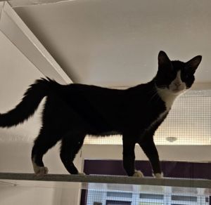 Sly, Adult Male Domestic Short Hair