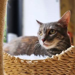 Lena (FKA Little Girl), Adult Female Domestic Short Hair