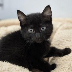 Snickers, Young Female unknown
