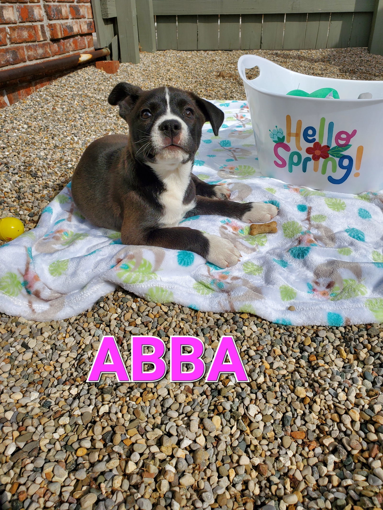 Abba