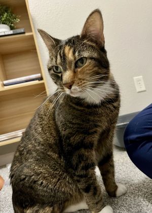 Sophie, Senior Female unknown