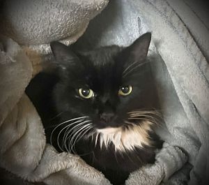 Spooky, Adult Female unknown