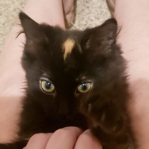 Furby