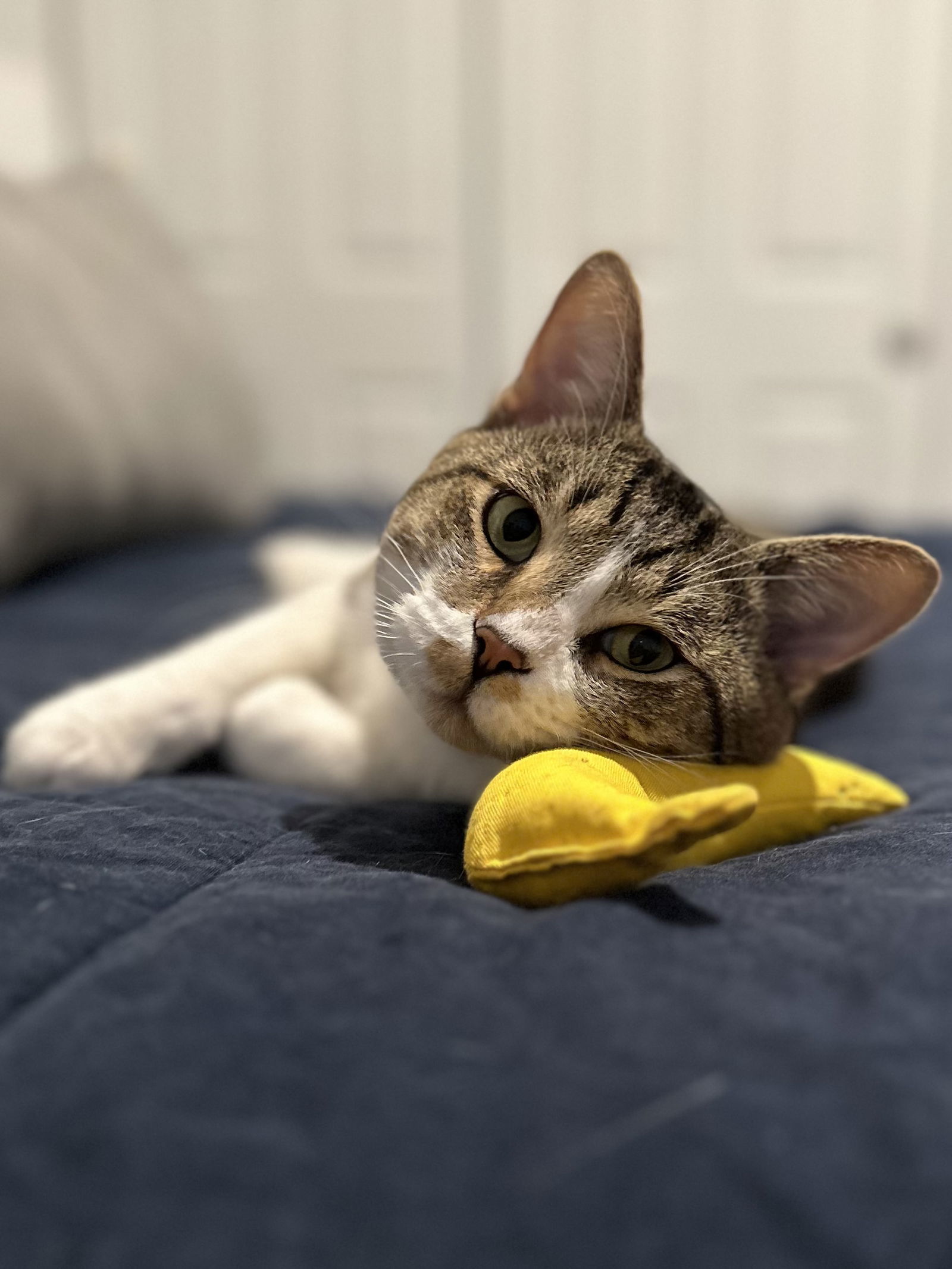 Gordo
