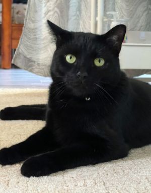 Louie Oliver, Adult Male unknown