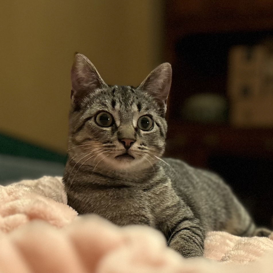 Cinza