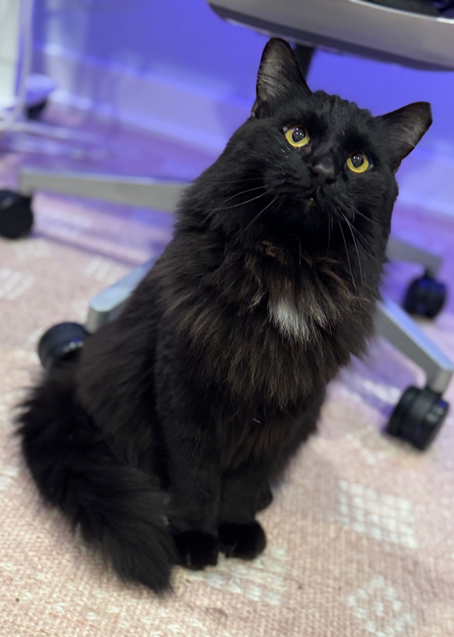 Mr. Meow