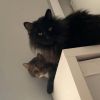 Mr. Meow photo 3
