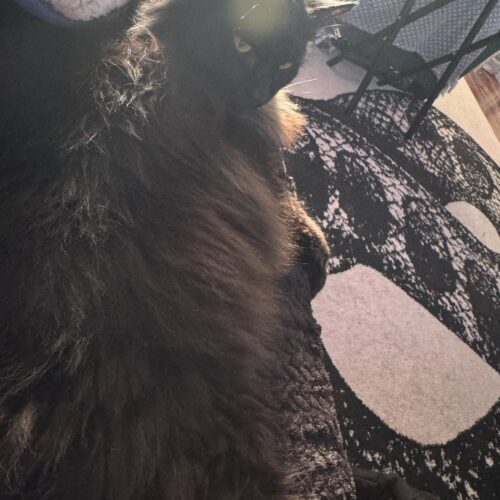 Mr. Meow
