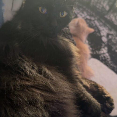 Mr. Meow