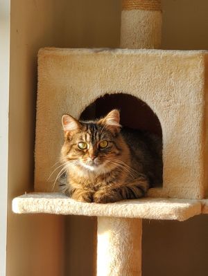 Janey Lane, Adult Female unknown