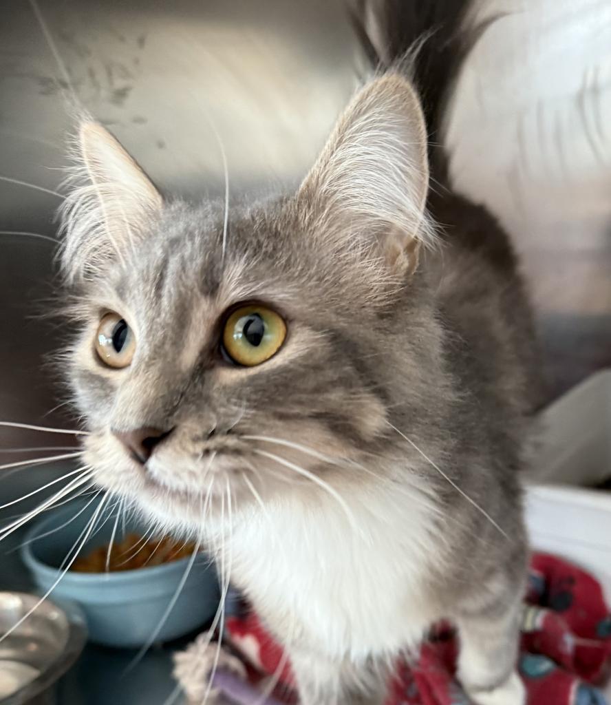 Leanne, an adoptable Domestic Medium Hair in Pahrump, NV, 89048 | Photo Image 1