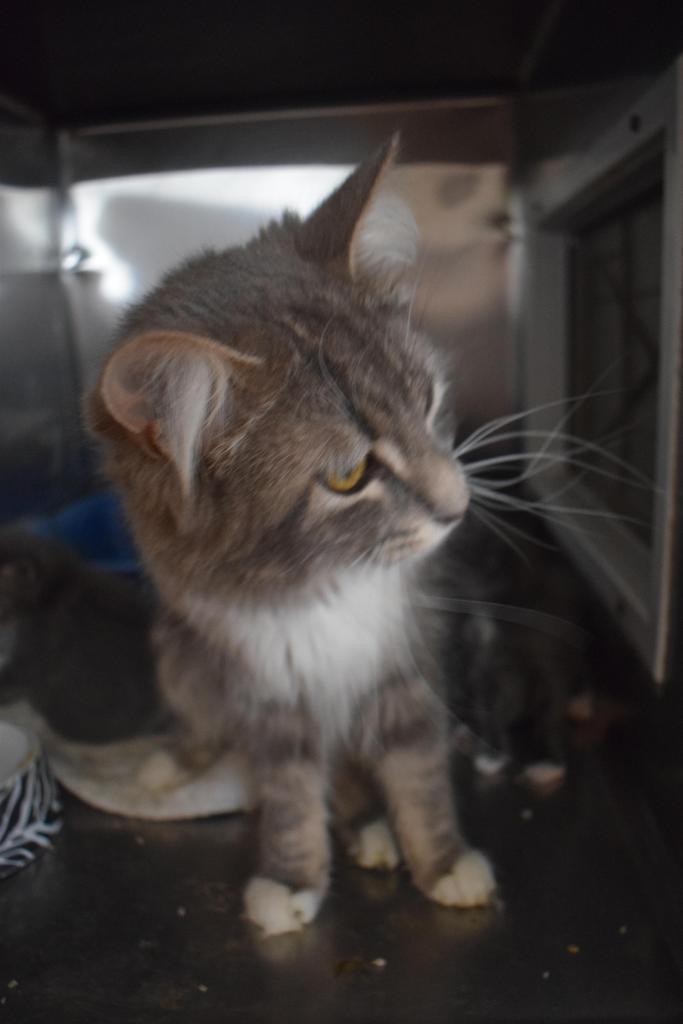 Leanne, an adoptable Domestic Medium Hair in Pahrump, NV, 89048 | Photo Image 2