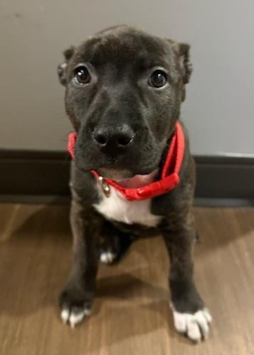 Fiona