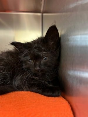 Mireille, Baby Female Domestic Short Hair