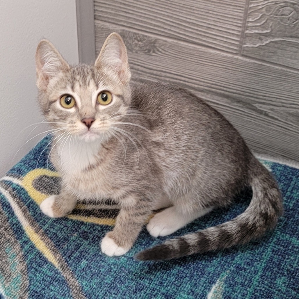 Vermont, an adoptable Domestic Short Hair in Coos Bay, OR, 97420 | Photo Image 1