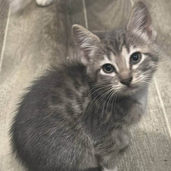 Vermont, an adoptable Domestic Short Hair in Coos Bay, OR, 97420 | Photo Image 2