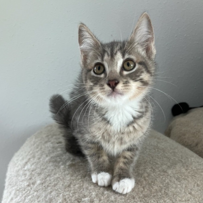 Vermont, an adoptable Domestic Short Hair in Coos Bay, OR, 97420 | Photo Image 3