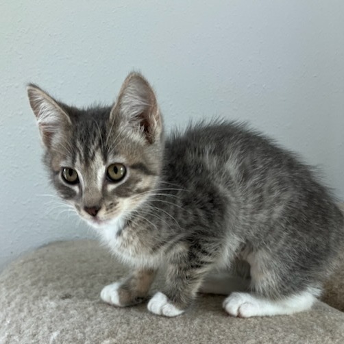 Vermont, an adoptable Domestic Short Hair in Coos Bay, OR, 97420 | Photo Image 4