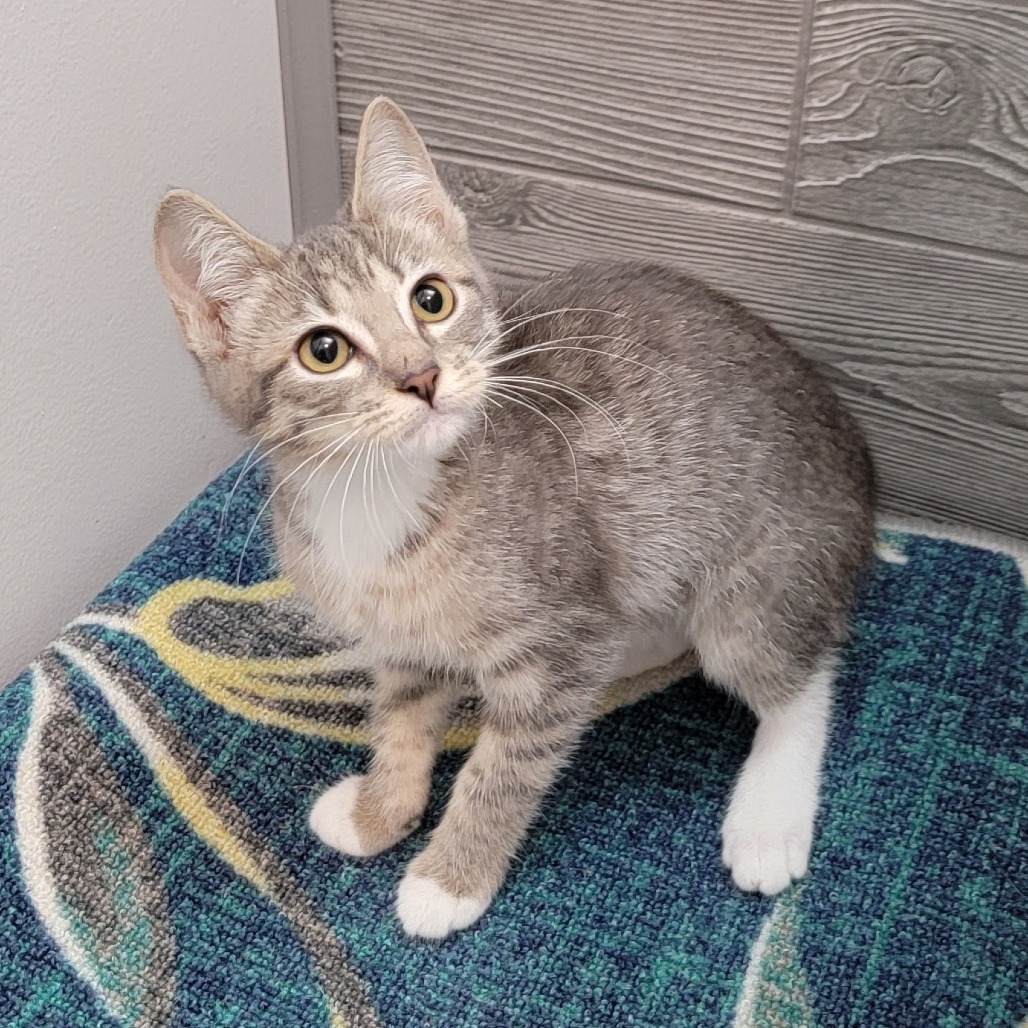 Vermont, an adoptable Domestic Short Hair in Coos Bay, OR, 97420 | Photo Image 5