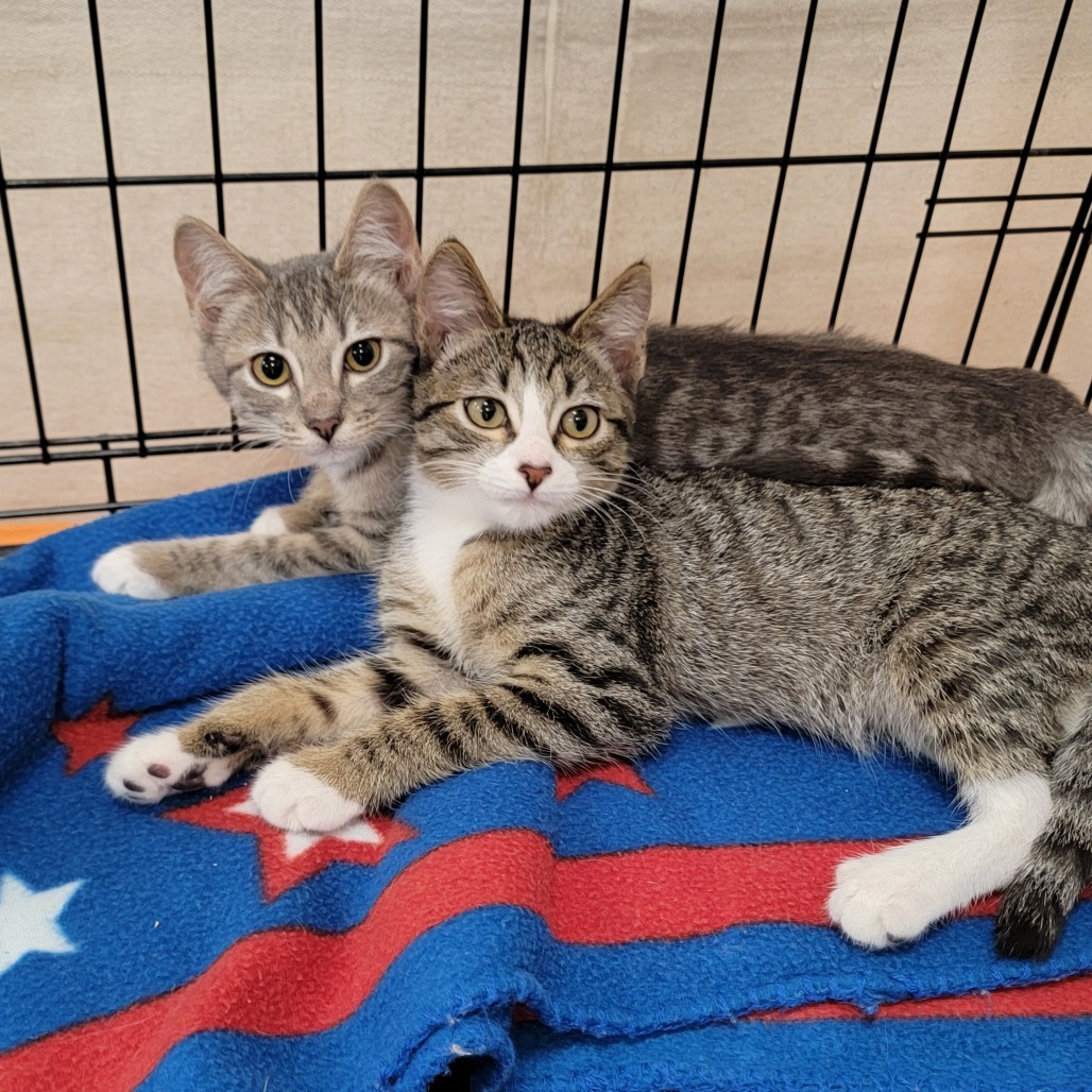 Stowe, an adoptable Domestic Short Hair in Coos Bay, OR, 97420 | Photo Image 1