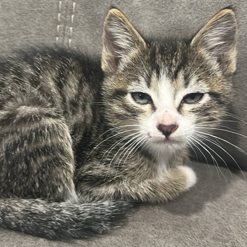Stowe, an adoptable Domestic Short Hair in Coos Bay, OR, 97420 | Photo Image 2