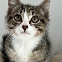 Stowe, an adoptable Domestic Short Hair in Coos Bay, OR, 97420 | Photo Image 3