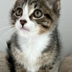 Stowe, an adoptable Domestic Short Hair in Coos Bay, OR, 97420 | Photo Image 4