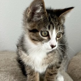 Stowe, an adoptable Domestic Short Hair in Coos Bay, OR, 97420 | Photo Image 5