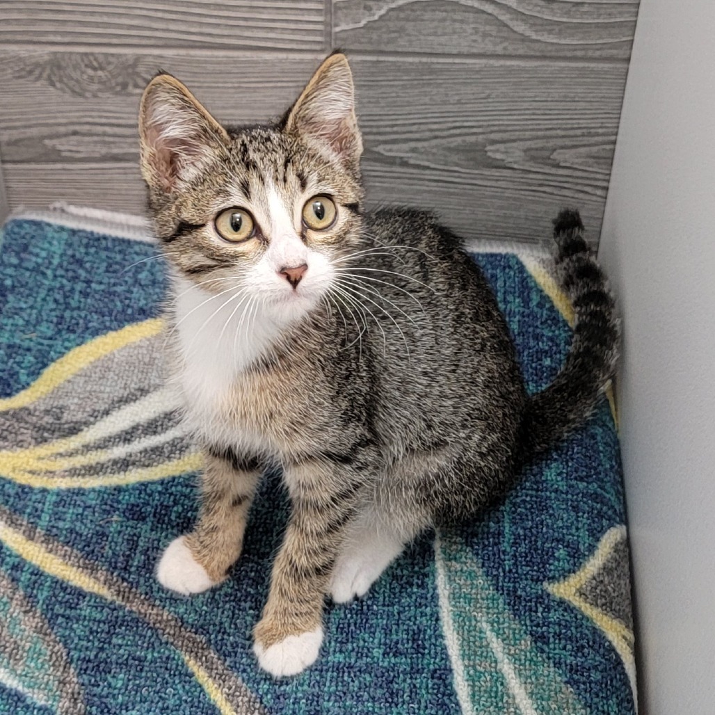 Stowe, an adoptable Domestic Short Hair in Coos Bay, OR, 97420 | Photo Image 6
