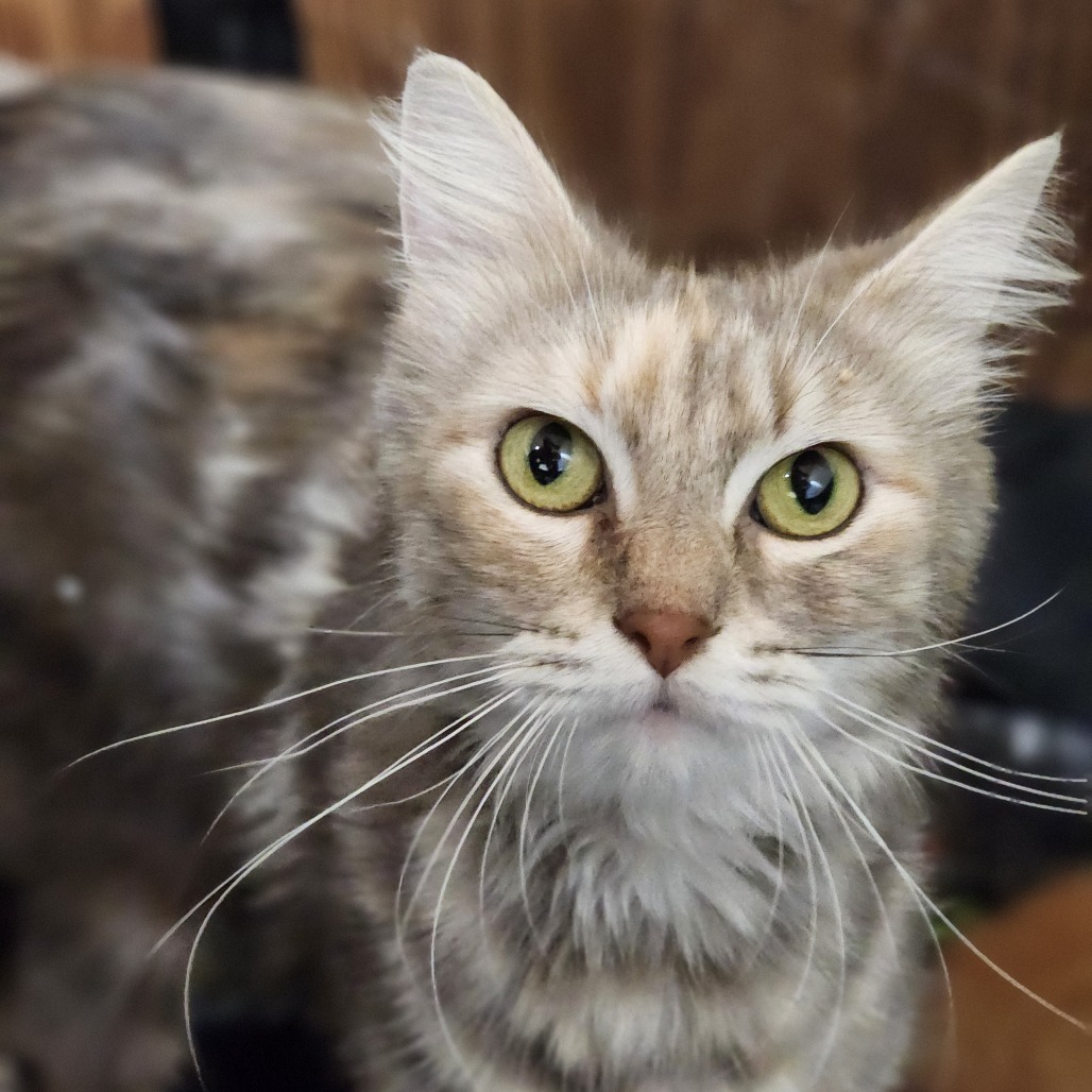 Josephine (Ithaca Petsmart)