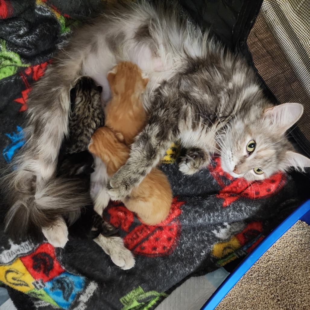 Josephine (Ithaca Petsmart)