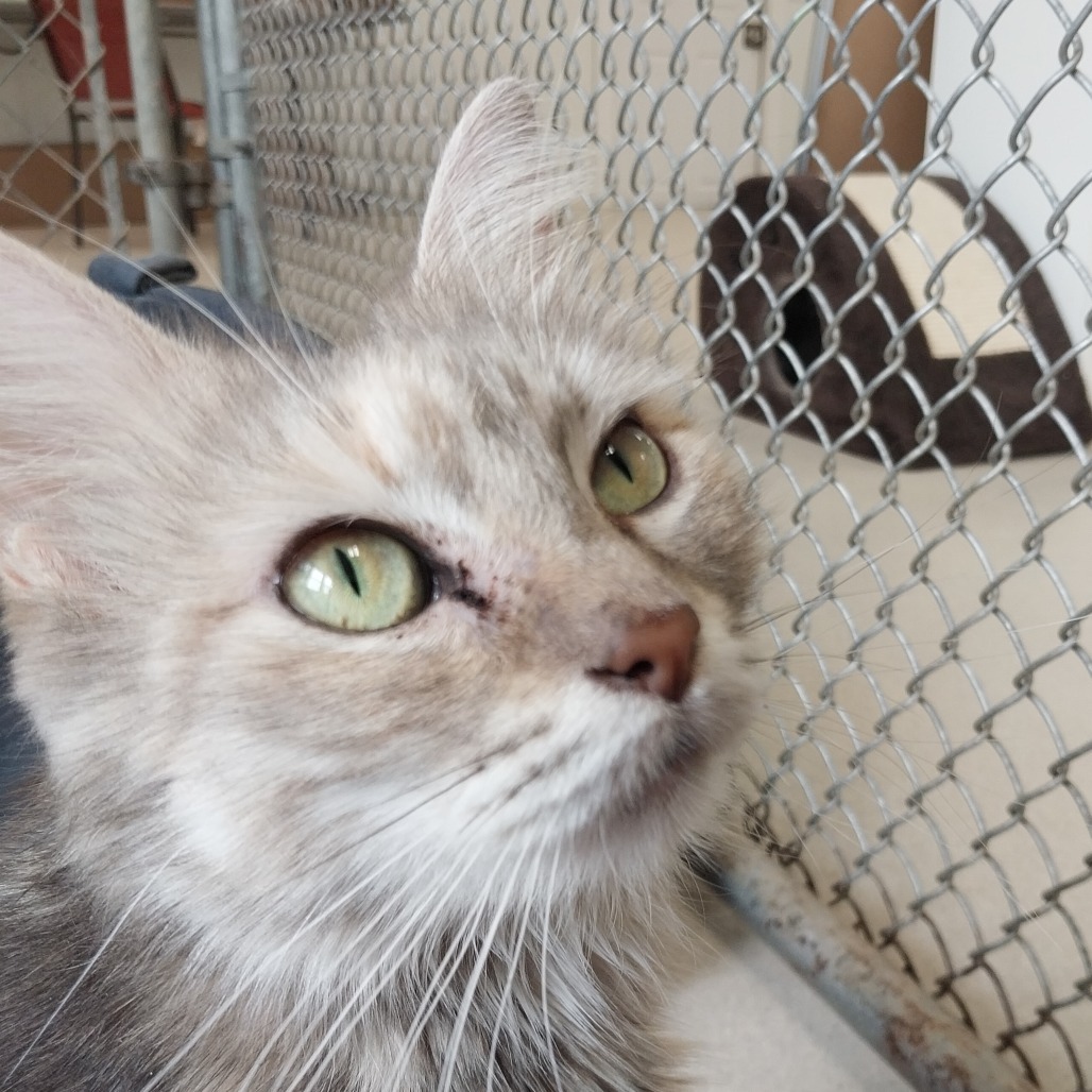 Josephine (Ithaca Petsmart)