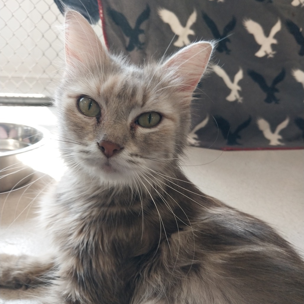 Josephine (Ithaca Petsmart)