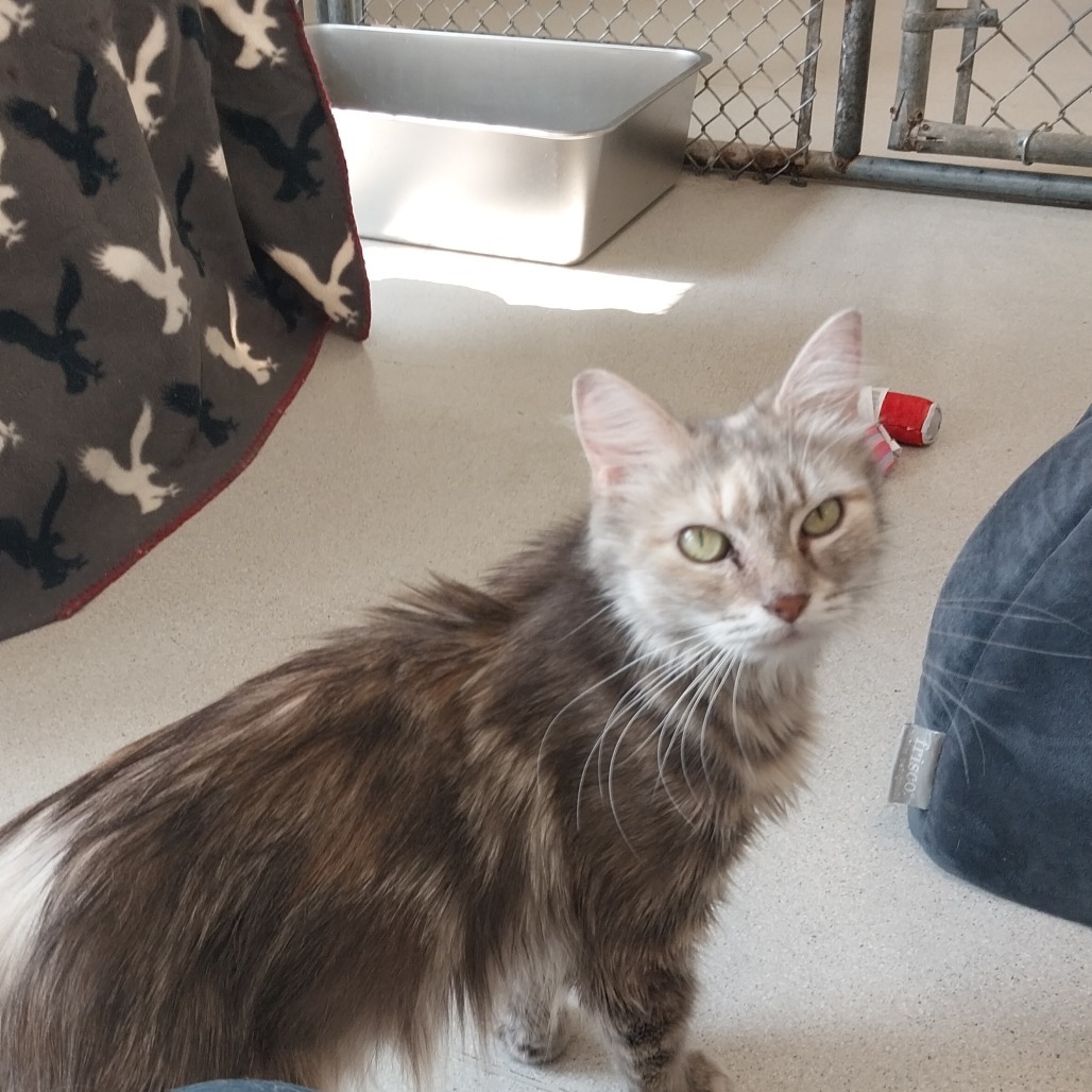 Josephine (Ithaca Petsmart)