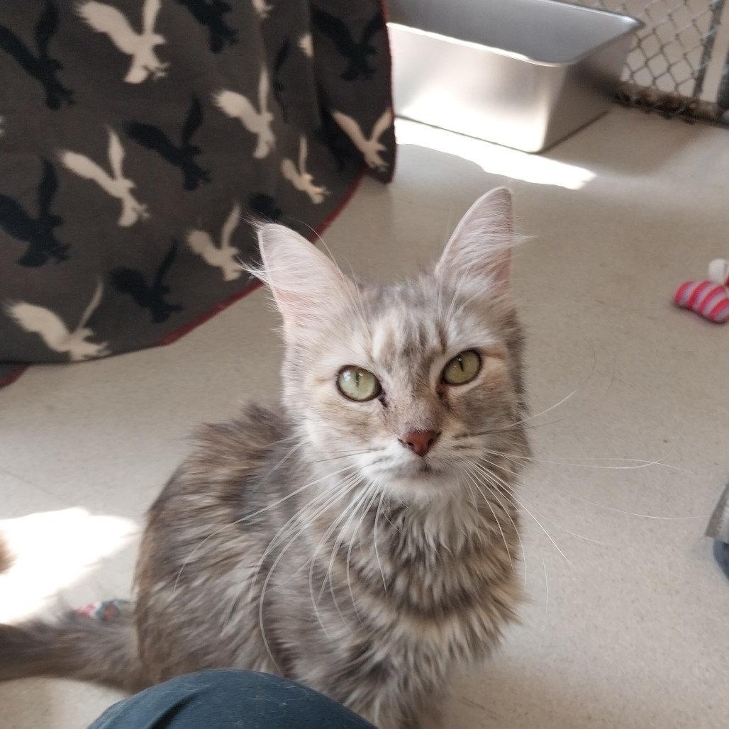 Josephine (Ithaca Petsmart)