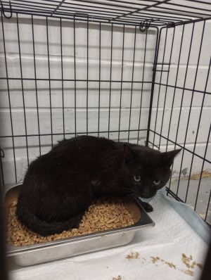 Smoke, Young Male Domestic Short Hair