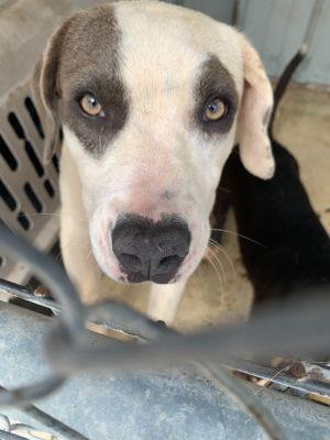 Chella, Young Female Pit Bull Terrier