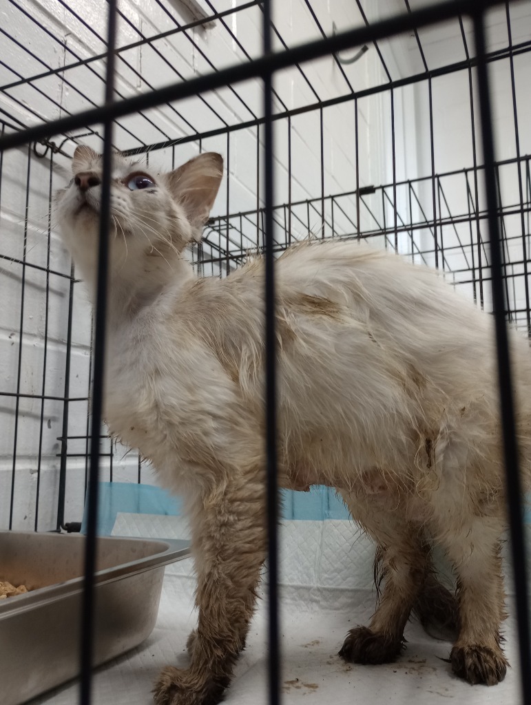 Tori, an adoptable Siamese in Brownwood, TX, 76801 | Photo Image 1