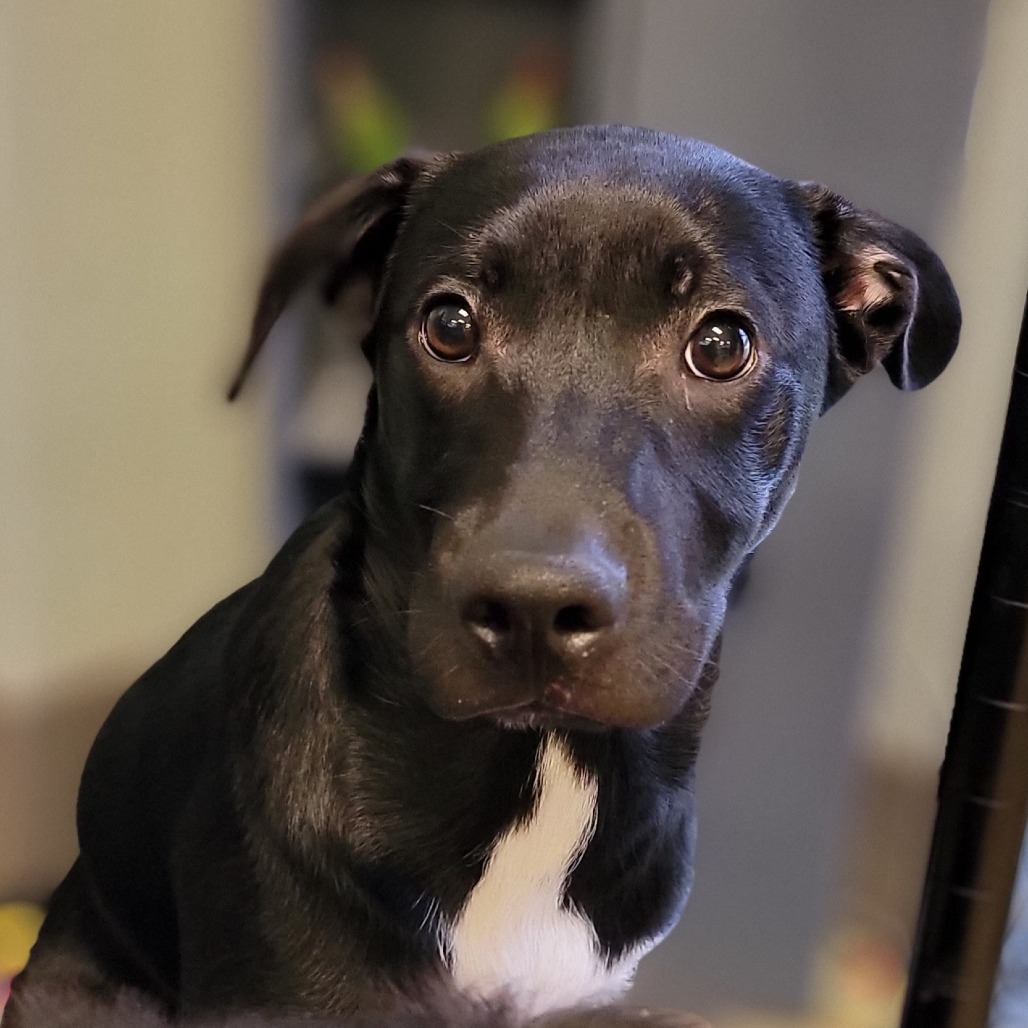 Meatball - 042307T