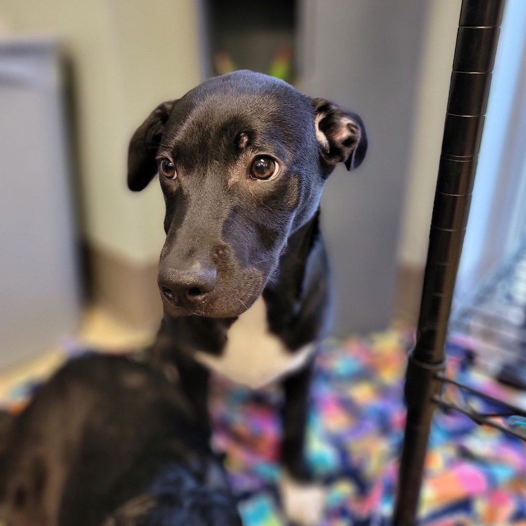 Meatball - 042307T